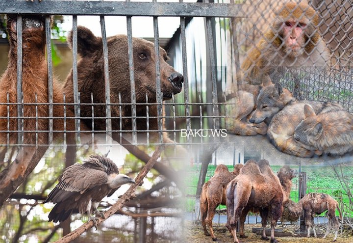 Zooparkdakı təmirə görə heyvanlar bu ərazidə saxlanılır - RƏSMİ AÇIQLAMA - FOTO