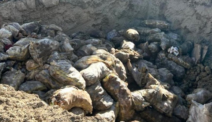 İrandan gətirilən 71 ton kartofda zərərli orqanizm aşkarlanıb