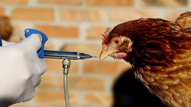 Dabaq və quş qripi xəstəliyi ilə bağlı bəzi məhdudiyyətlər tətbiq olunub