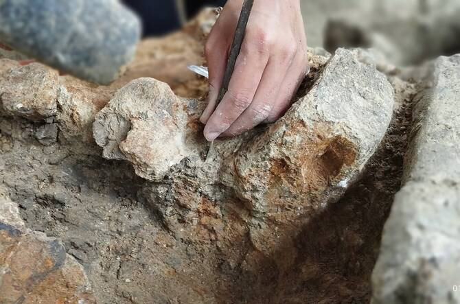 İndoneziyalı tədqiqatçılar Yava adasında 500 min illik fil fosilləri tapıb