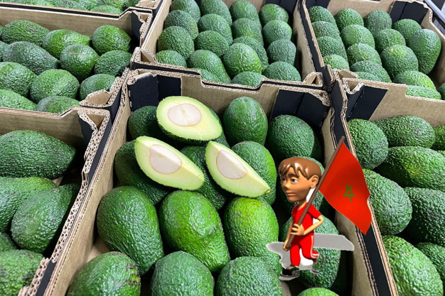 Mərakeş Kanadaya avokado ixracını genişləndirir