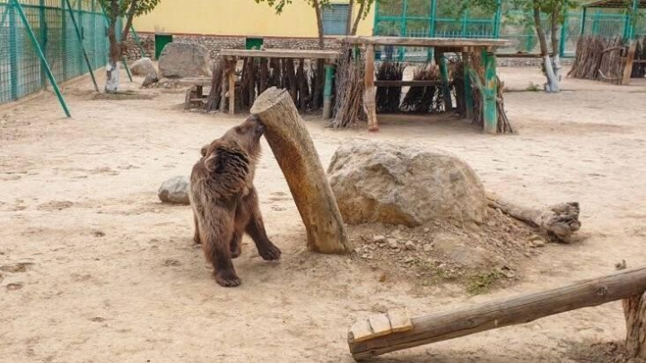 Moskva Zooparkı Türkmənistana Aydərə adlı qadın ayı hədiyyə edəcək