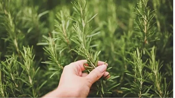 Yaraların sağalmasını təşviq edən rozmarin birləşməsinin kəşfi