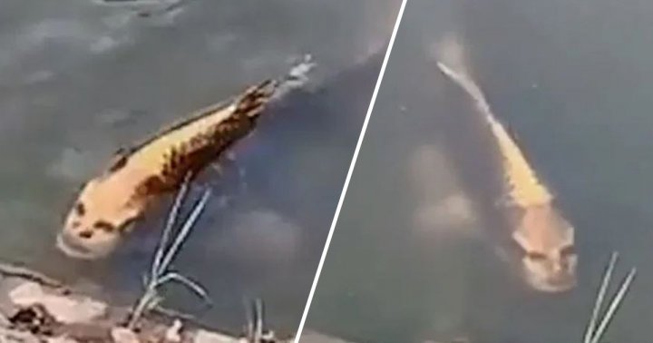 İnsan simalı balıq görənləri şoka saldı - VIDEO