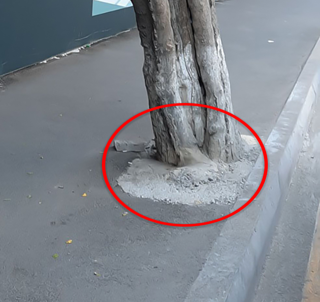 Bakıda tikinti şirkəti ağacları beton qəfəsə salıb - FOTO