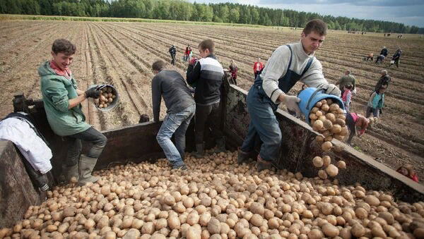 Belarusdan gətirilən 41 tondan artıq kartof məhv ediləcək