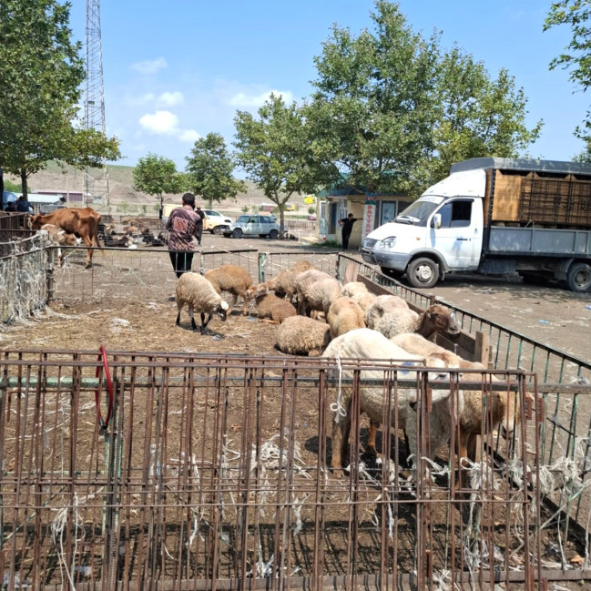 Bu rayonların heyvan bazarlarında əvvəllər aşkarlanmış nöqsanların hələ də aradan qaldırılmadığı müəyyən olunub