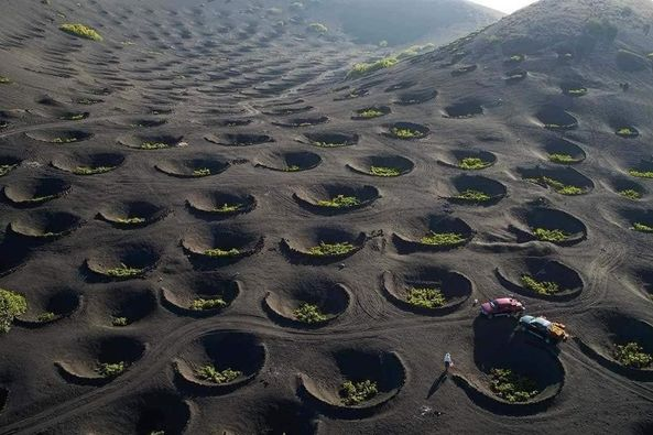 Lanzarote ildə 400.000-600.000 şüşə şərab istehsal edir