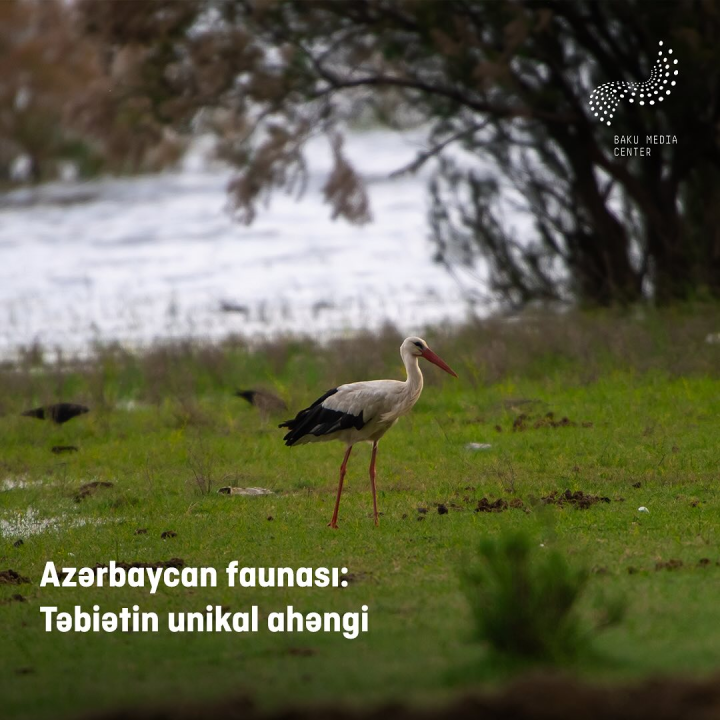 Azərbaycan faunası - Təbiətin unikal ahəngi