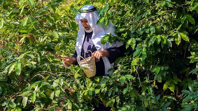 Ərəbistanda yetişdirilən qəhvə haqda nə bilirik?