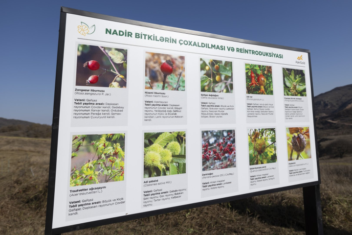 “Daşkəsən rayonunda bitən nadir bitkilərin reintroduksiyası” layihəsi uğurla icra olunub