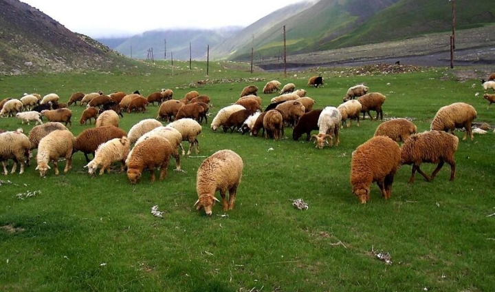 Qurbanlıq heyvanı onlayn qaydada almaq mümkündür - VİDEO