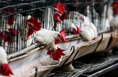 Bu ölkələrdən diri quş və quşçuluq məhsullarının idxalına məhdudiyyət qoyulub