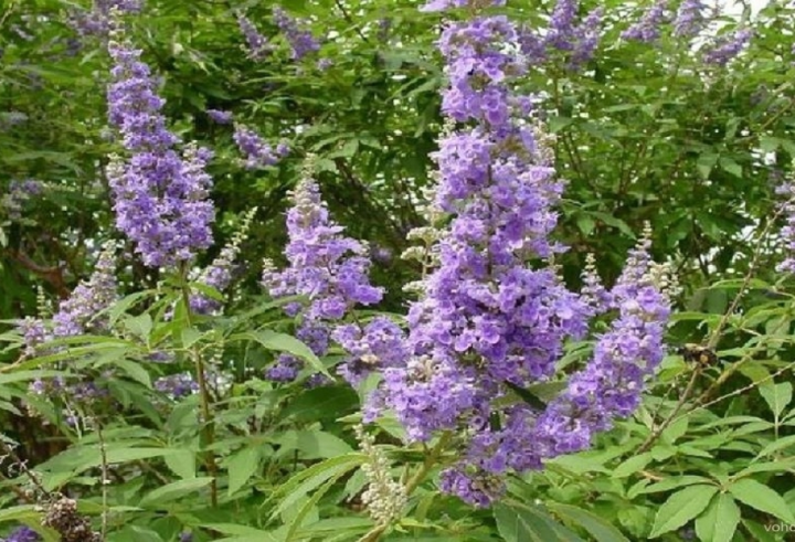 Əxlaq, ismət, təmizlik və bəkarət rəmzi sayılan Ərküdə hansı xəstəliklərin dərmanıdır?