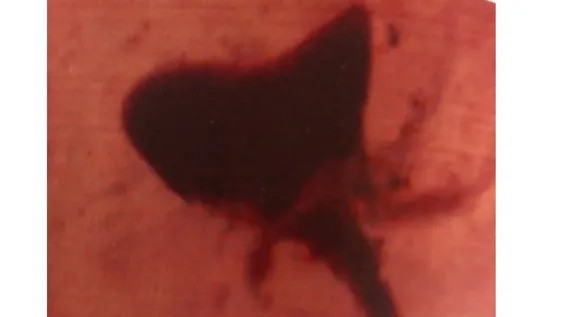 İordaniya kəhrəbasında anemona bənzəyən 140 milyon illik bir çiçək kəşf edilib