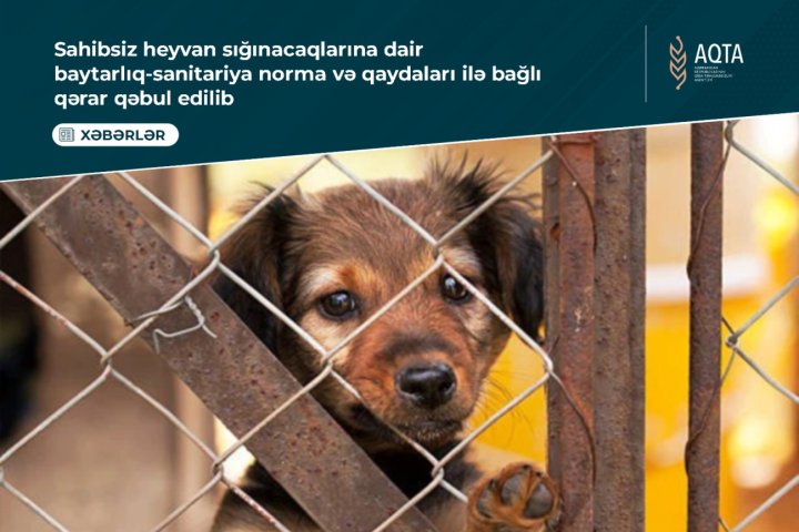 Sahibsiz heyvan sığınacaqlarına dair baytarlıq-sanitariya norma və qaydaları ilə bağlı qərar qəbul edilib