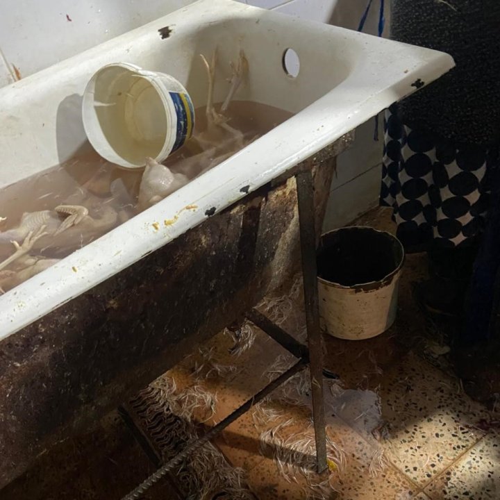 Xırdalanda qanunsuz və antisanitar şəraitdə fəaliyyət göstərən quş kəsimi sexinin fəaliyyəti məhdudlaşdırılıb − VİDEO