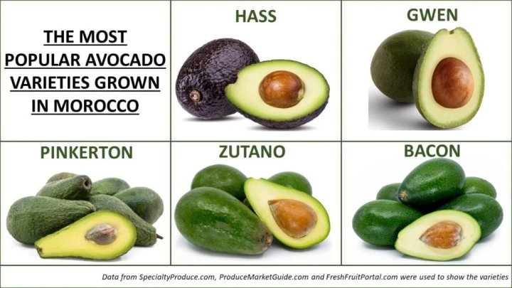 Mərakeşin avokado ixracı bir ildə 112.000 tona çatıb