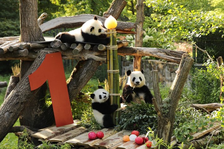 Malayziya-Çin əlaqələrinin rəsmi simvolu nəhəng pandalardır