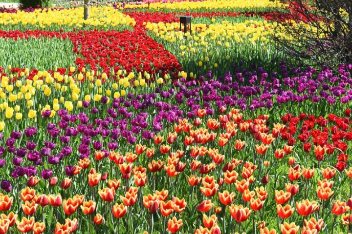 Tacikistan aprel ayında Gül Festivalına ev sahibliyi edəcək