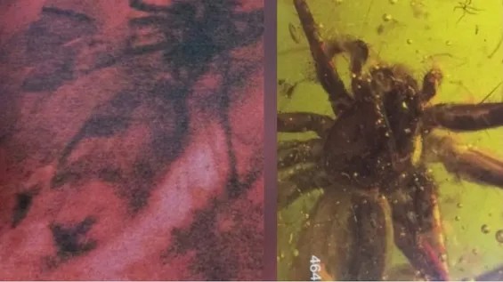 Kəhrəbada qorunan iki hörümçək arasında təəccüblü oxşarlıq