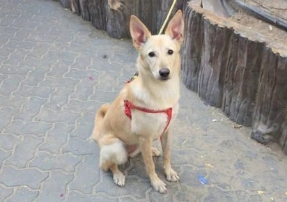 Körfəz ölkələrinə raketlər düşdüyü üçün Dubaydan olan əcnəbilər ev heyvanlarını buraxıb gedir