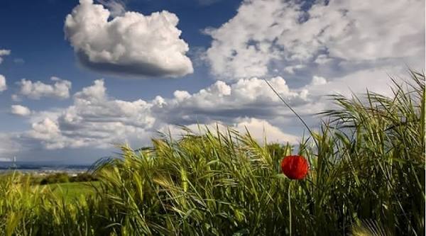 Sabah cənub-qərb küləyi əsəcək