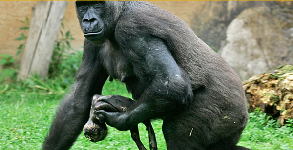 Konqonun Qoma qoruğunda nadir qorilla əkizlərinin ikinci dəstəsi dünyaya gəlib